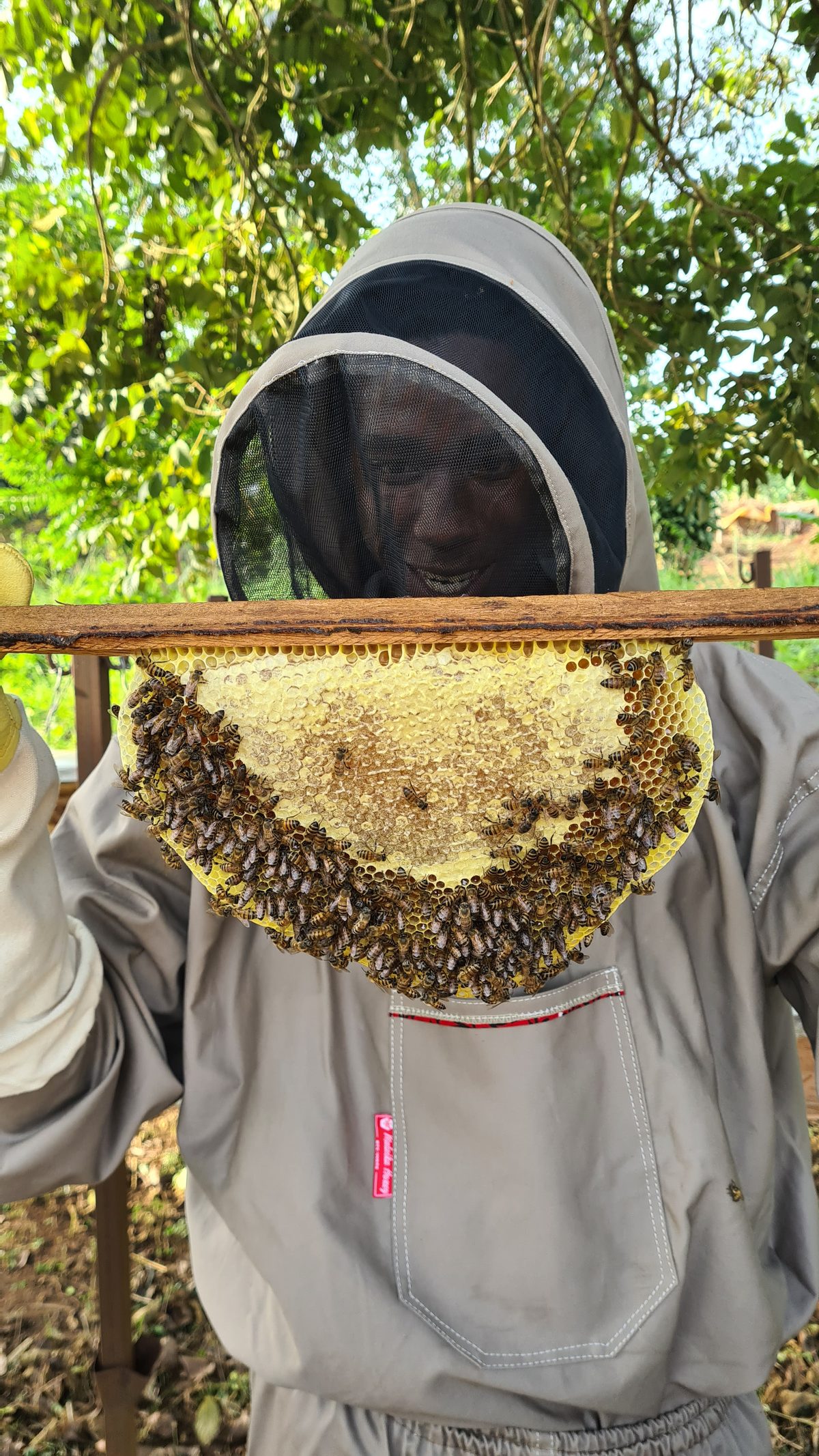 Beekeeper harvesting raw honeycomb from hives in Uganda