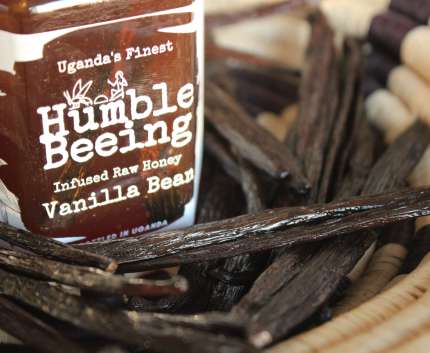 Humble Beeing vanilla bean infused raw honey jar surrounded by whole Ugandan vanilla pods